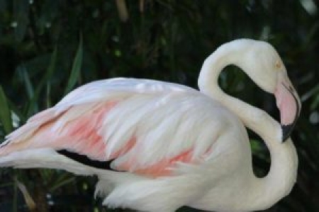 Dünyanın en yaşlı flamingosu öldü