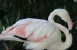 Dünyanın en yaşlı flamingosu öldü